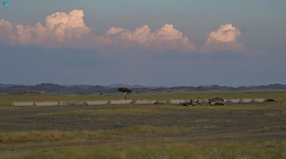 تربية النحل في الباحة.. القطاع التهامي وجهة مثالية لإنتاج العسل