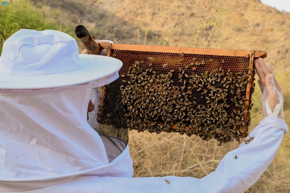 تربية النحل في الباحة.. القطاع التهامي وجهة مثالية لإنتاج العسل