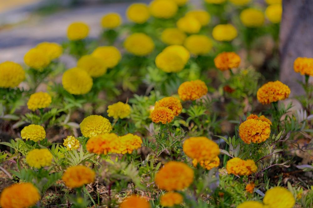 136 مبادرة تطوعية لتنمية الغطاء النباتي بالطائف