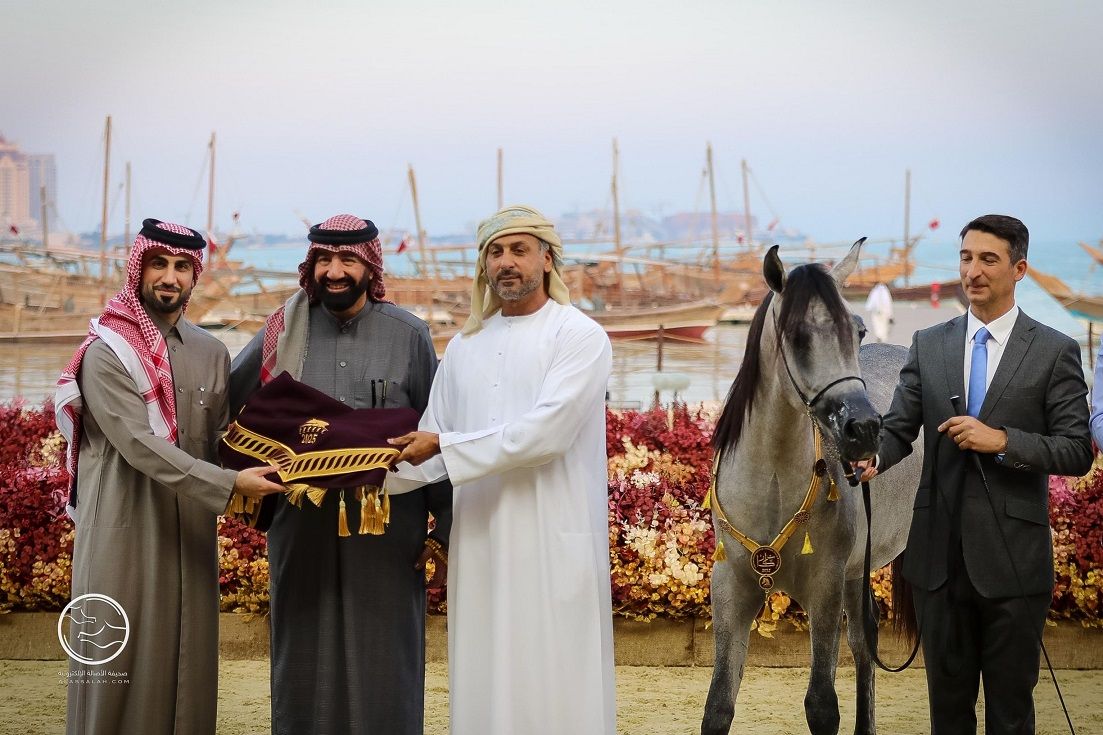 الامارات | «مربط دبي» يحرز 3 كؤوس في ختام مشاركة بمهرجان كتارا للخيول الجزيرية