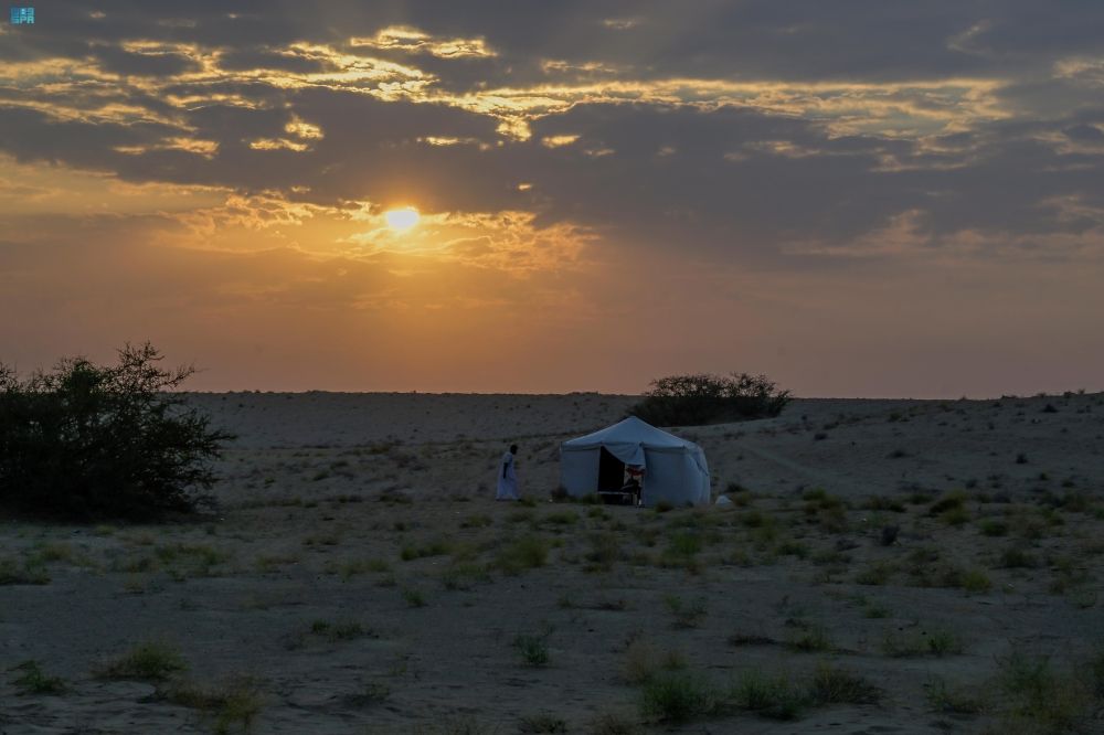 تربية النحل في الباحة.. القطاع التهامي وجهة مثالية لإنتاج العسل
