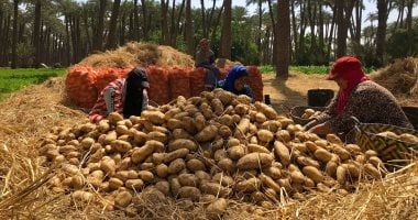 تعرف على كيفية مكافحة الذبابة البيضاء على البطاطس
