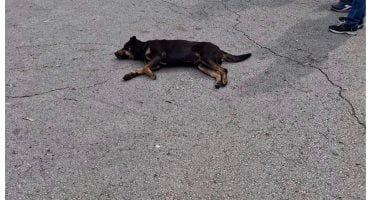 تسمم 12 كلبا يثير الجدل فى لبنان.. اعرف حقيقة "مجزرة الكلاب" فى مرفأ بيروت؟