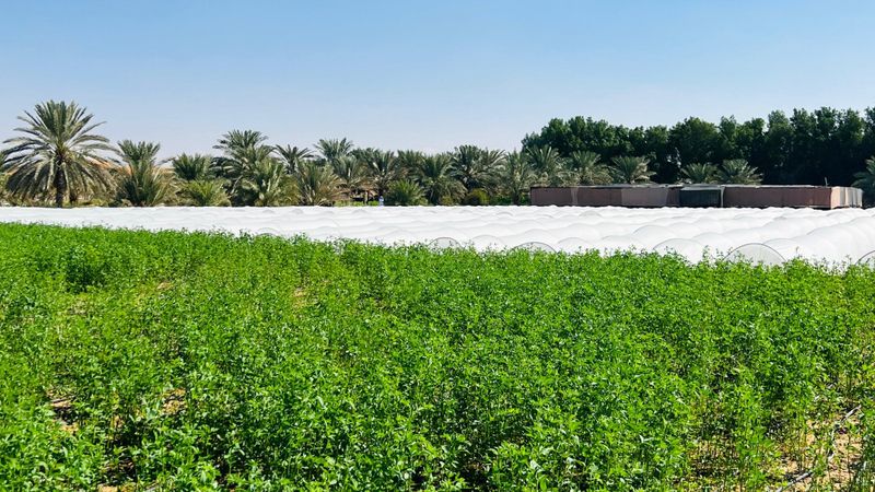 الامارات | إماراتي يبدع في الزراعة.. ويحصد أطناناً من الخيرات والأسماك