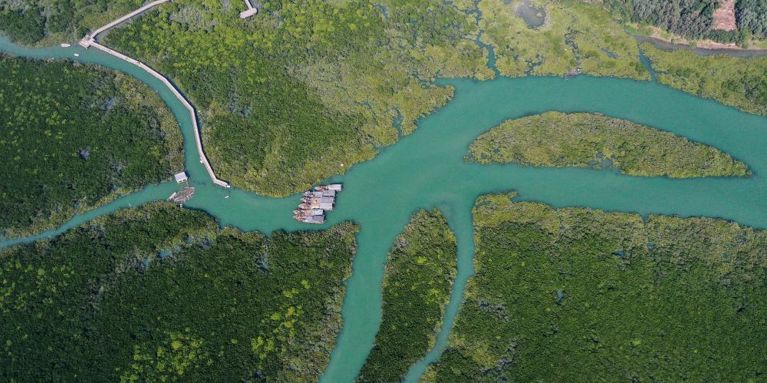 الامارات | الصين توسع غطاءها من غابات المانغروف