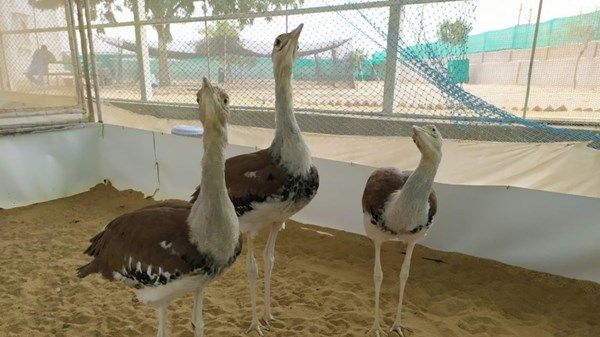 أبوظبي ريادة عالميـة في حفظ الأنواع المهددة بالانقراض