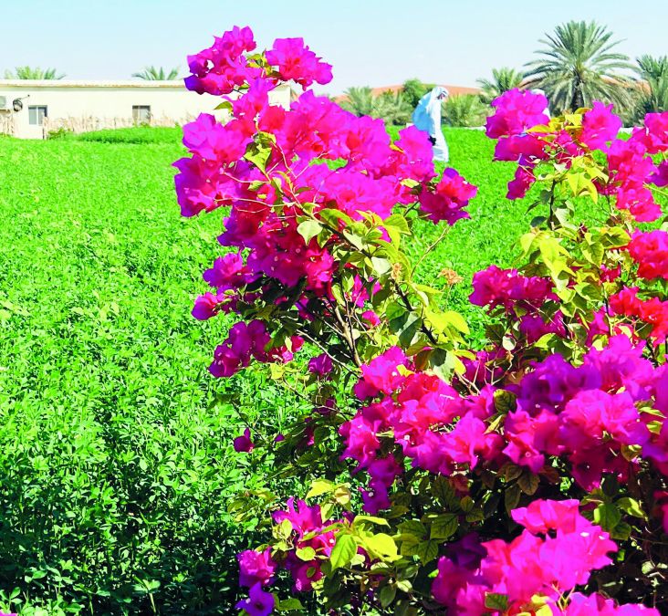 الامارات | إماراتي يبدع في الزراعة.. ويحصد أطناناً من الخيرات والأسماك