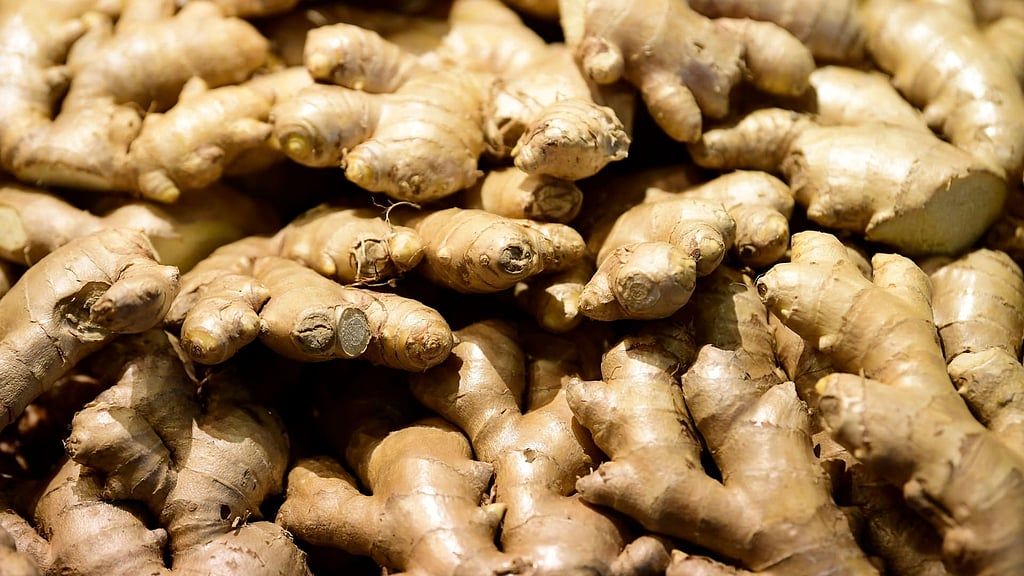 طبيب سعودي يحذّر: لا تصدقوا الشائعات حول الزنجبيل.. فوائده مثبتة علميًا