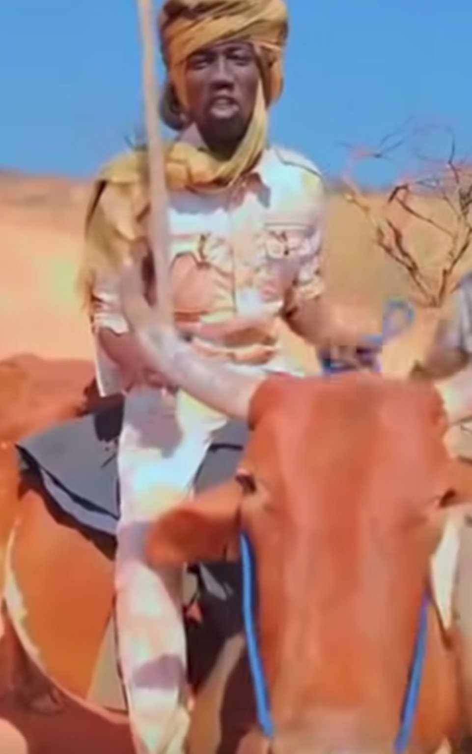 شاهد بالصورة والفيديو.. أفراد الدعم السريع يضطرون للركوب على ظهر الأبقار بعد فقدانهم (الكروزرات والتاتشرات) وساخرون: (بس الهنود ما يشوفوكم ودنيا زايلي وزايل نعيمكي)