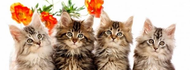 هل القطط تسبب العقم؟.. عدوى خطيرة تنقلها للنساء