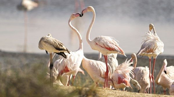 الوثبة.. محمية الطيور النادرة