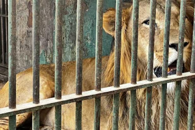 هرمون يفرزه الجسم.. ما علاقته بافتراس الأسد للإنسان؟