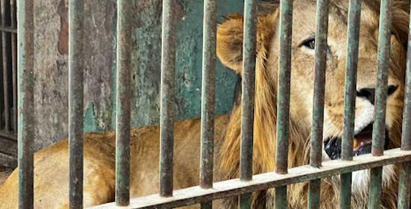 هرمون يفرزه الجسم.. ما علاقته بافتراس الأسد للإنسان؟