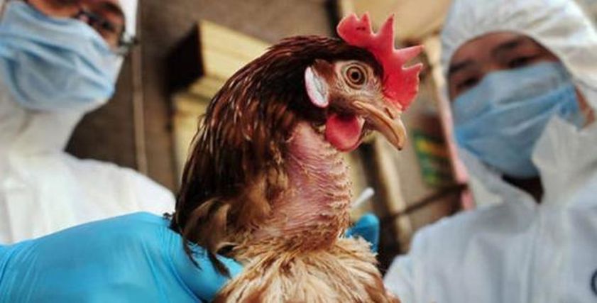 بعد انتقاله للبشر.. لماذا أصبح فيروس إنفلونزا الطيور أكثر شراسة؟