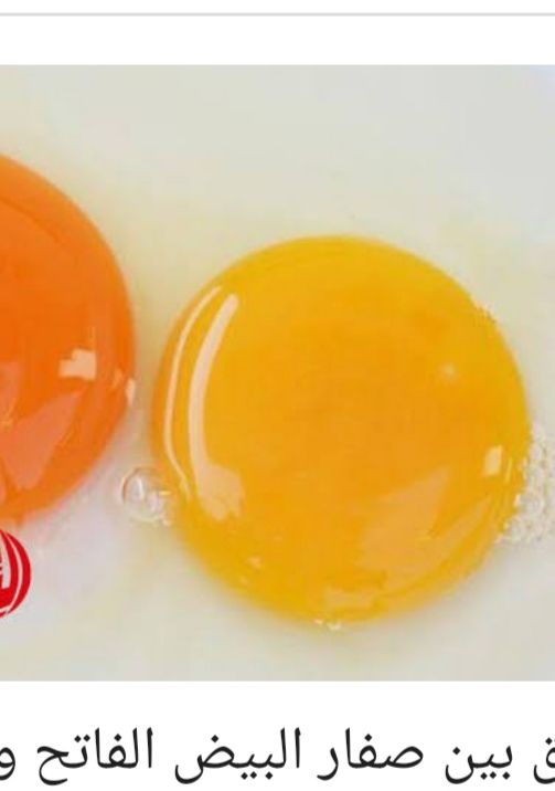 الفرق بين صفار البيض الفاتح والغامق!!.. ازاي تختاري الأنسب لك بناء على الفوائد والتغذية..5 اختلافات ملحوظه