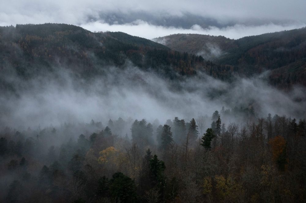 "بعضها متعمد".. فرض حظر التجوال بسبب حرائق الغابات في تشيلي