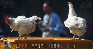 شعبة الدواجن: انخفاض أسعار الفراخ البيضاء فى الأسواق المصرية