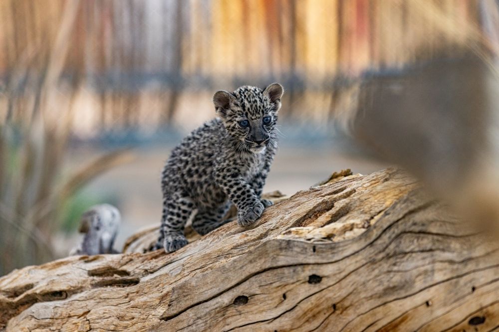 في يومه العالمي.. النمر العربي رمزًا لتراث المملكة وأساسًا لتحقيق التوازن الطبيعي