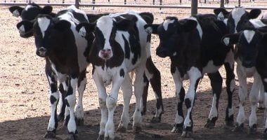 الزراعة توافق على صرف 299 مليون جنيه تمويلا جديدا للمشروع القومى للبتلو