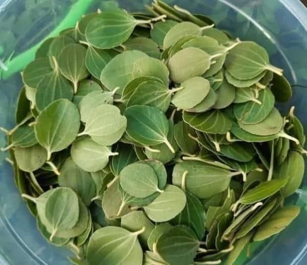 تأثير وضع السدر على الشعر.. اعرفي الحقيقة الكاملة