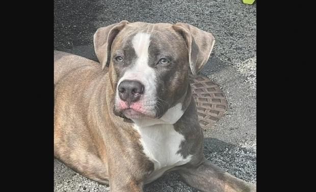 عضة كلب قد تقتلك.. كيف تتصرف في أول 15 دقيقة لإنقاذ حياتك؟