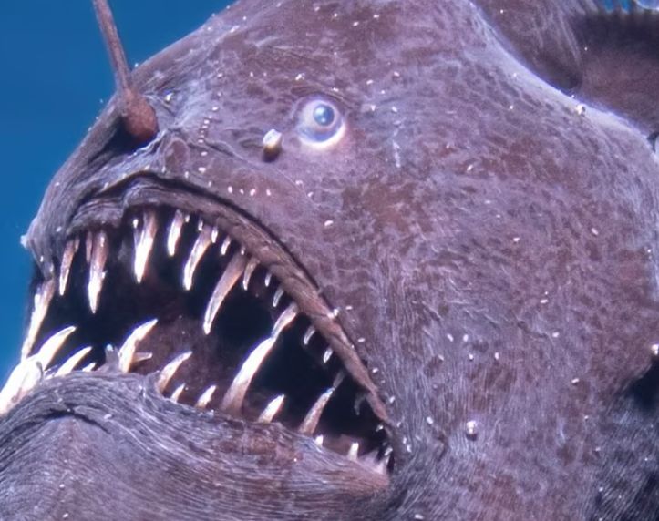 "شكلها مخيف".. ظهور نادر لسمكة الشيطان "يُفاجئ" باحثين قرب سطح المحيط الأطلسي