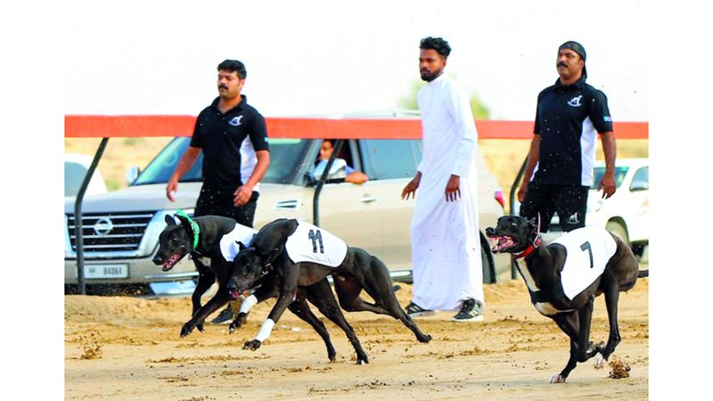 الامارات | «بطولة السلق» حافلة بالندية بين المحترفين والهواة