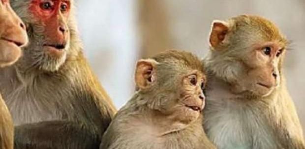 تسجيل أول إصابة بالسلالة الجديدة من فيروس جدري القرود.. إليك طرق الوقاية