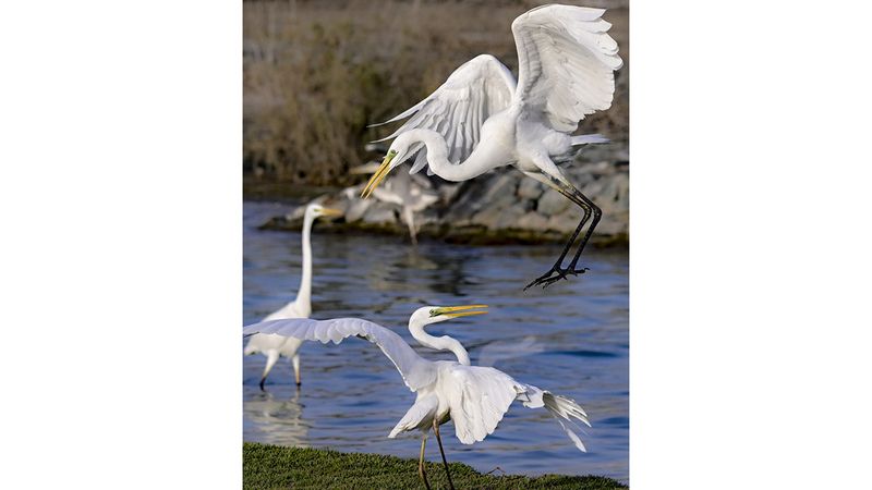 الامارات | أجنحة تزهو بالجمال في دبي