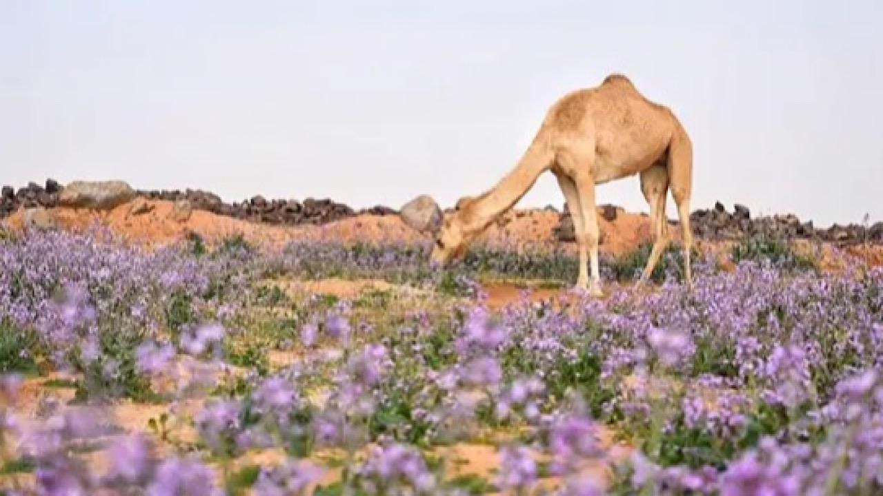 المسند: بقى على إجازة الشتاء 11 يومًا والربيع 36