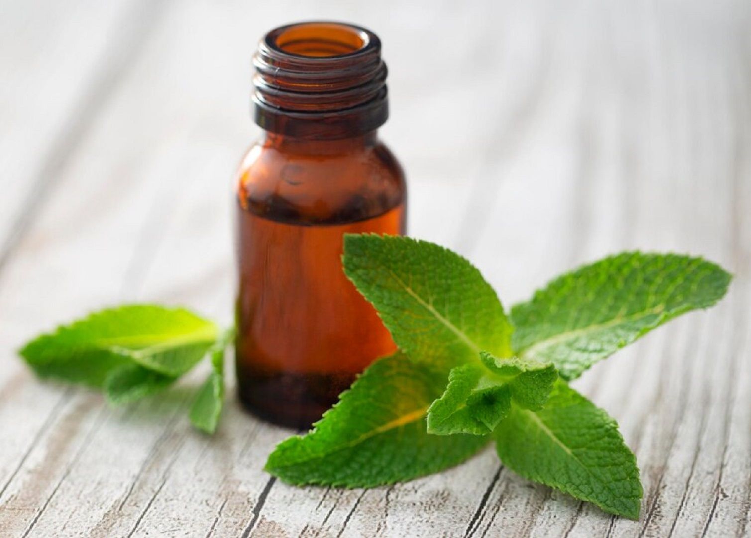 تجرِبتي مع زيت النعناع لتطويل الشعر من البطء إلى النموّ السريع