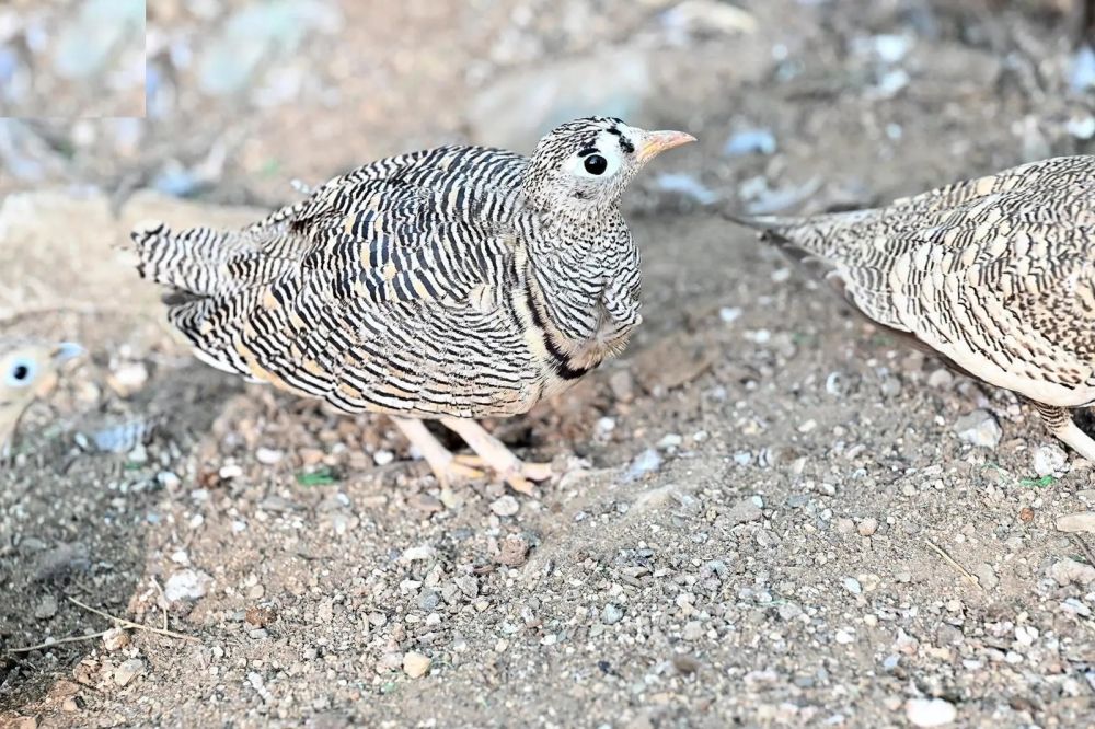 "طائر القطا".. جزء من ثقافة جازان وملهم الشعراء والأدباء