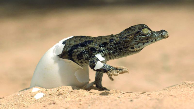 الامارات | حديقة دبي للتماسيح: عروض حية لمشاهدة الكائنات الغامضة وطريقة عيشها