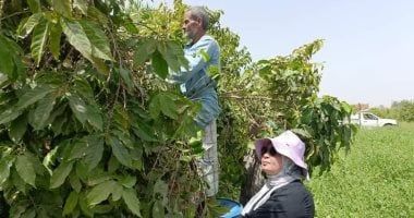 677 ألف عميل حصلوا على تمويلات متناهية الصغر لمشروعات زراعية بـ14.1مليار جنيه