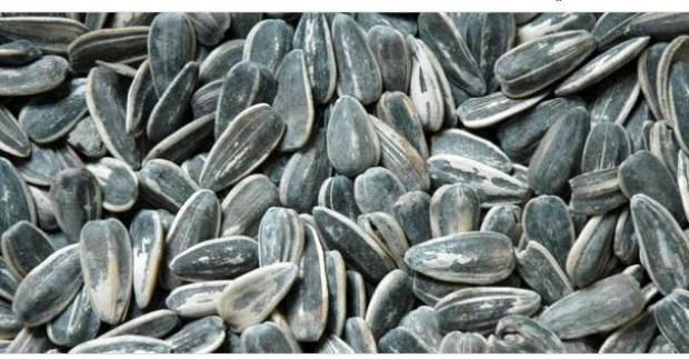 ماذا يحدث لجسمك عند الإفراط من تناول اللب السوري؟