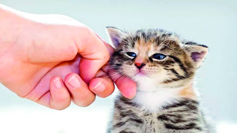 الامارات | باحثون: الحيوانات تصاب بالأمراض العقلية مثل البشر