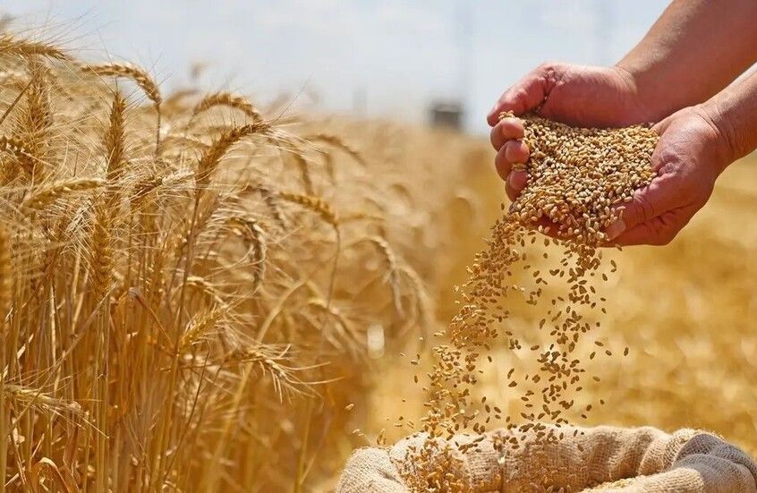 الخليج اليوم .. السعودية تستورد أكثر من 920 ألف طن من القمح