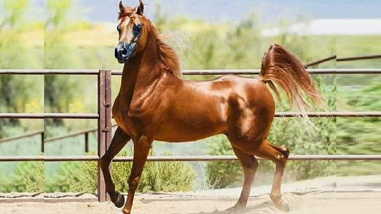 طالع الأبراج: من وحى مسلسل حكيم باشا.. اعرف نوع حصانك من برجك