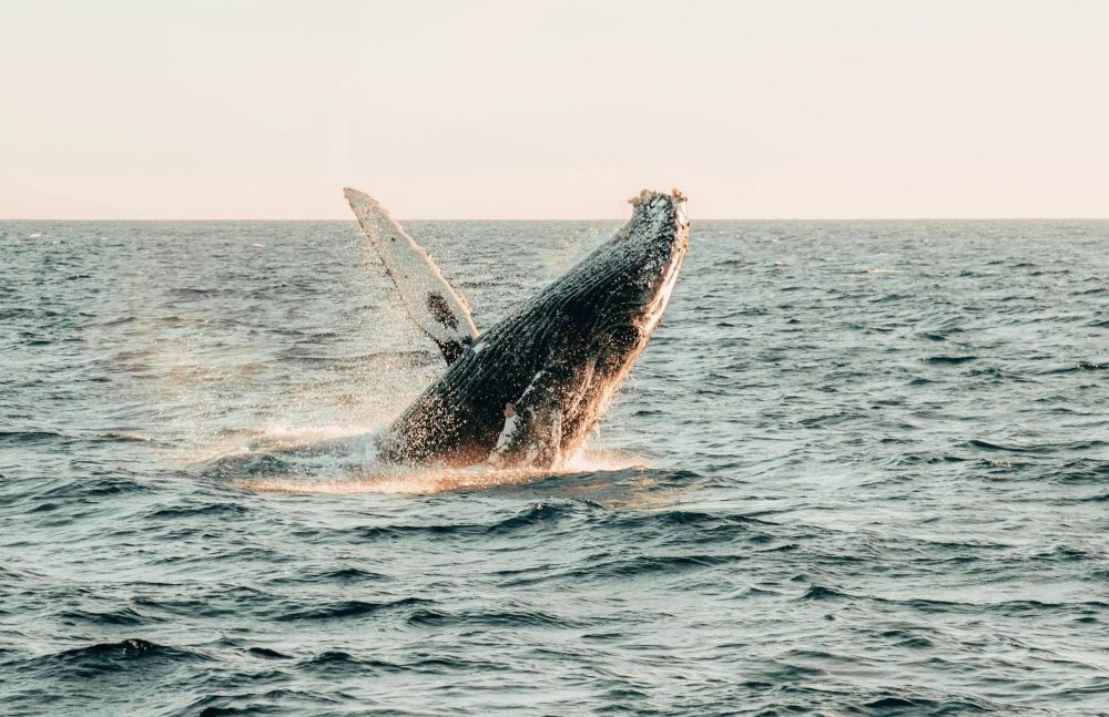 الخبراء يفقدون الأمل في إنقاذ 157 من الحيتان القاتلة بأستراليا