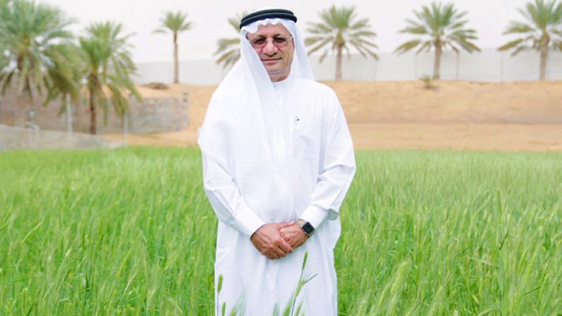 الامارات | حميد القطامي: حصاد القمح  يكفيني عاماً كاملاً