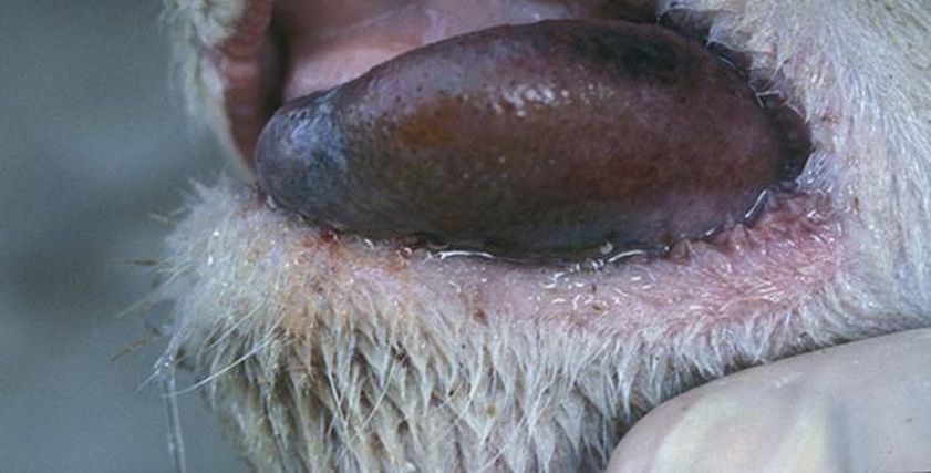 مرض خطير يضرب بريطانيا ينتقل من حليب الأغنام.. ما هو فيروس اللسان الأزرق؟