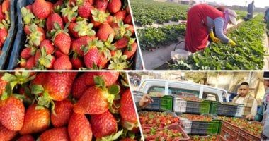 الحجر الزراعى: تكويد 2311 مزرعة بمساحات 159 ألفا و591 فدانا