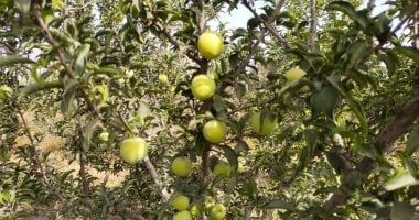 ‫توصيات عاجلة من الزراعة لمزارعى البرقوق.. تعرف عليها