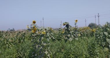 محطة بحوث العريش تناقش استخدامات تكنولوجيا النانو في الزراعة