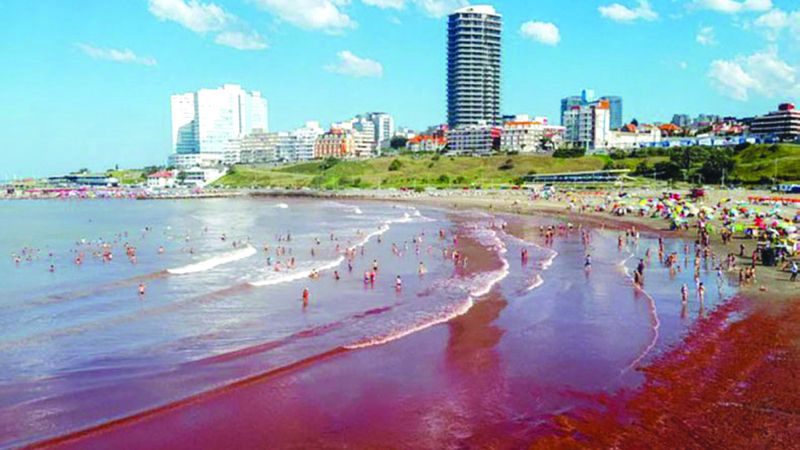 الامارات | «مد أحمر».. طحالب كبيرة تجتاح شواطئ الأرجنتين