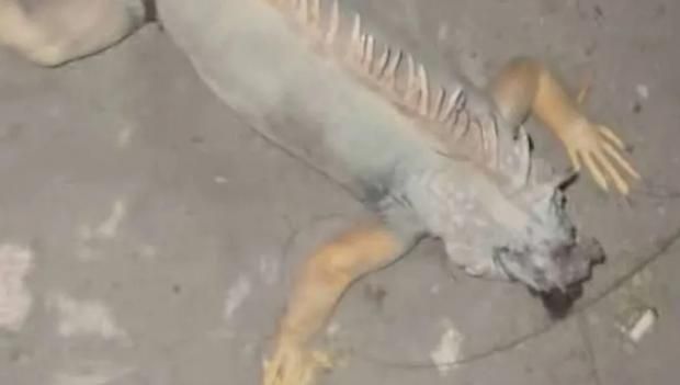 أثارت القلق في بورسعيد.. أمراض خطيرة تنقلها الإيجوانا وطرق الوقاية منها