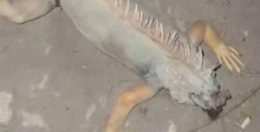 أثارت القلق في بورسعيد.. أمراض خطيرة تنقلها الإيجوانا وطرق الوقاية منها