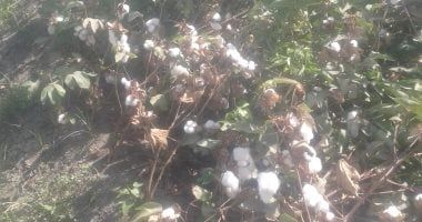 رئيس لجنة القطن: الموسم القادم سيشهد تحسنًا ملحوظًا مقارنة بالأعوام الماضية