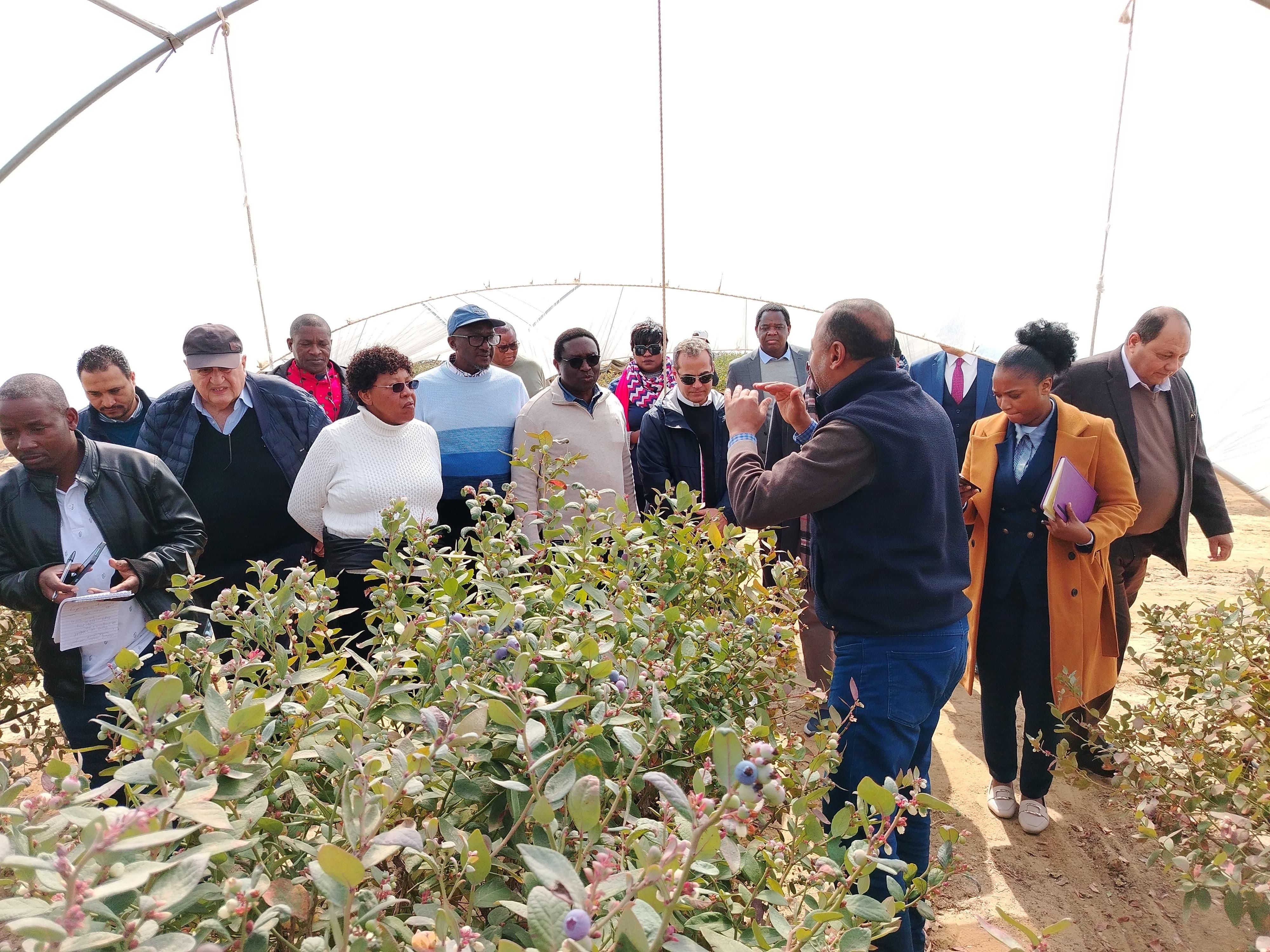 وزيرا الثروة الحيوانية والرى فى زامبيا يتفقدان مزرعة تصدير الحاصلات البستانية بالنوبارية