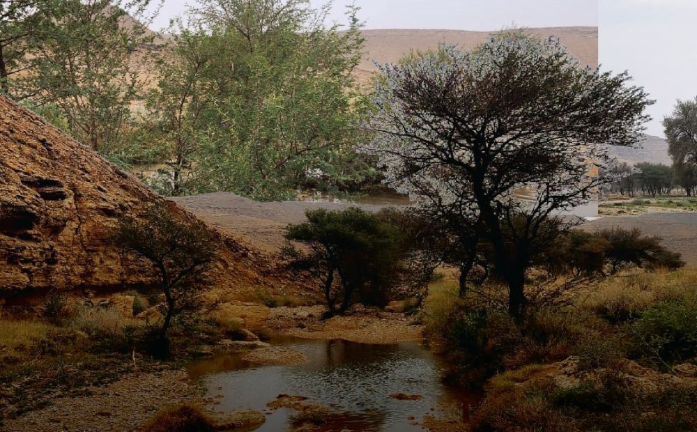 تكليف لجان الغرف بحصر شامل لكل مبادرات "السعودية الخضراء"